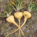 maca root benefits maca root benefits
