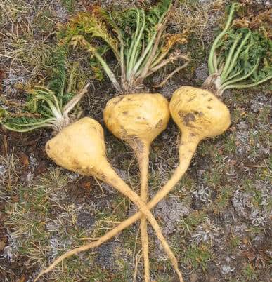 Maca and Male Fertility – Does It Really Work?