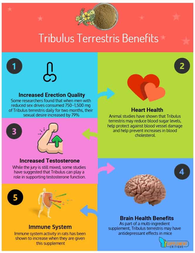 What Is Tribulus Terrestris Benefits at Charles Christopher blog