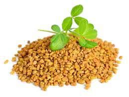 Fenugreek and Testosterone – What You Need To Know