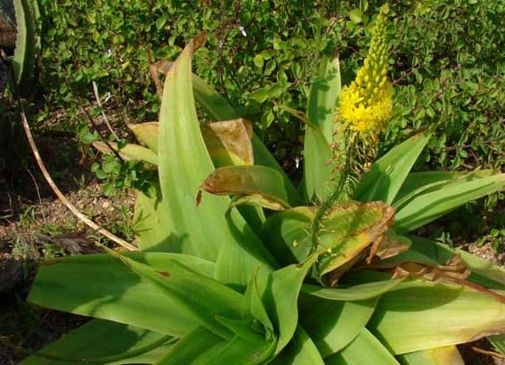 Bulbine Natalensis Review:  A Worthy Supplement?