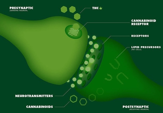 Marijuana Effects on Testosterone:  A VERY Real Threat