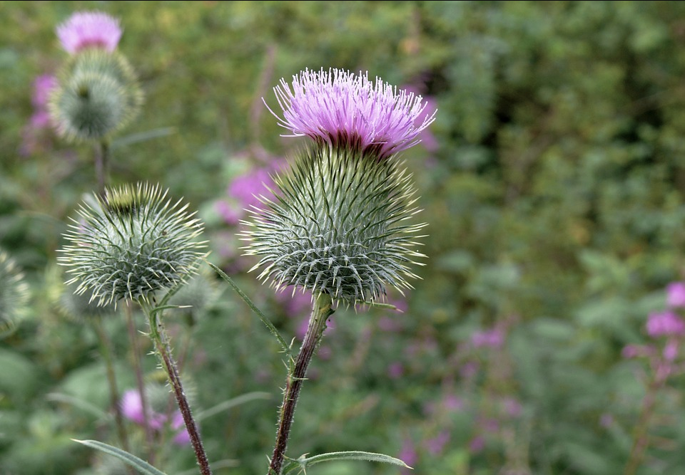 can you take milk thistle with diflucan